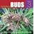 The Big Book of Buds: More Marijuana Varities from the World's Great Seed Breeders