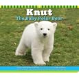Knut The Baby Polar Bear