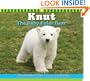 Knut The Baby Polar Bear