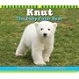 Knut The Baby Polar Bear