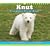 Knut The Baby Polar Bear
