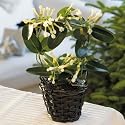 Flowers by Post - Stephanotis Basket