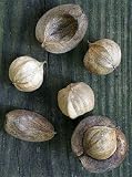 Hickory-Nuss - Carya ovata 3K