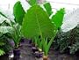 Borneo Giant Elephant Ears Plant