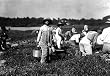 Cranberry Pickers, Falmouth, Massachusetts, by Lewis Hine, 1911 Photograph - Beautiful 16x20-inch Photographic Print from the Library of Congress Collection