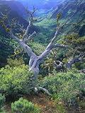 Mountain Mahogany Snags and Sagebrush, Steens Mountain National Recreation Lands, Oregon, USA Photographic Poster Print by Scott T. Smith, 36x48