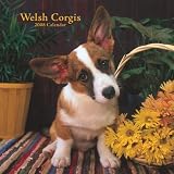 Welsh Corgis 2008 Square Wall