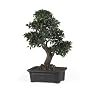 2 ft Artificial Japanese Ficus Bonsai Tree