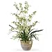 New Nearly Natural Dancing Lady Silk Orchid Arrangement Perfect Brilliant Color Wonderful Green