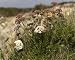 Photographic Prints of ROG-11454 Wild carrot from Ardea Wildlife Pets