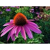 Purple Coneflower Perennial-70 Seeds, 500 mg-Echinacea