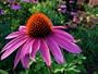 Purple Coneflower Perennial-70 Seeds, 500 mg-Echinacea