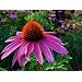Purple Coneflower Perennial-70 Seeds, 500 mg-Echinacea