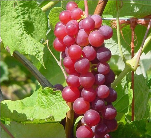 Organic candice grape certified 10 seeds #32023 item up…