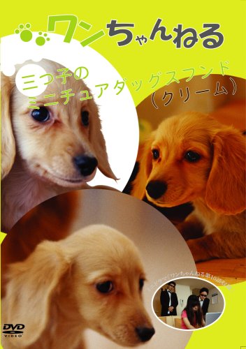 ワンちゃんねる 3ツ子のミニチュアダックスフンド(クリーム) [DVD]