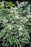 So Sweet Hosta - Hosta of the Year 1996 - Potted