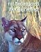 The Endangered Florida Panther