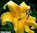 Golden Stargazer Oriental Lily 2 Bulbs: Buttery Yellow!
