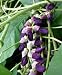 Velvet Sea Bean 10 Seeds