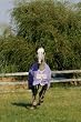 Horseware Amigo Turnout Medium Pony (Navy)
