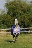 Horseware Amigo Turnout Medium Pony (Navy)