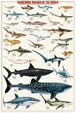 Dangerous Sharks Animal Poster Print, 24x36