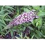 Purple Butterfly Bush 50 Seeds