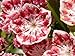 50 MOUNTAIN LAUREL White Pink Red Kalmia Latifolia Shrub Bush Seeds * Comb S/H