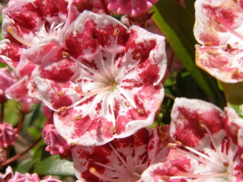 50 MOUNTAIN LAUREL White Pink Red Kalmia Latifolia Shrub Bush Seeds * Comb S/H