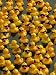 The Make-A-Wish Foundation Releases Rubber Ducks into the Ocean Associated Press Collection Photographic Poster Print, 12x16 Image