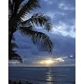 Palms Gallery Wrapped Canvas - 22x28"
