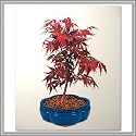 Japanese Red Maple Bonsai Tree | Nursery Direct from Joebonsai
