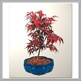 Japanese Red Maple Bonsai Tree | Nursery Direct from Joebonsai