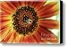 Autumn Beauty Sunflower Canvas Print / Canvas Art - Artist Sari Sauls