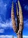 Cardon Cactus Pachycereus Pringlei, World's Tallest Species of Cactus, Endemic to Baj...