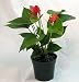 Red Anthurium Plant - Easy to Grow - 4" Pot