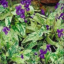 Blue Cardinal Perennial 4 Plants - Lobelia - Very Hardy *CLOSEOUT SALE*