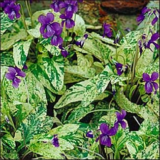 Fuji Dawn Perennial Violet 15 Seeds - Viola
