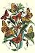 Kitchen & Housewares : Butterflies: A. Dia, A. Lathonia, et al. Art Print Poster By W. F. Kirby, 18.75 " x 27.5 "