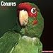 Conures Calendar - Just Conures Calendar - 2015 Wall calendars - Animal Calendars - Parrot Calnedars - Monthly Wall Calendar by Avonside