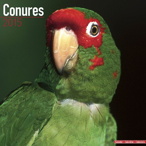 Conures Calendar - Just Conures Calendar - 2015 Wall calendars - Animal Calendars - Parrot Calnedars - Monthly Wall Calendar by Avonside