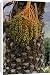 Canvas Prints of DAD-1865 Canary Island date palm - Endemic to the Canary Isles from Ardea Wildlife Pets