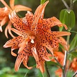 Double Tiger Lily Bulbs Flore Pleno