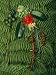 Tropical Seeds and Flowers from the Cloud Forest Which are Eaten by Resplendent Quetzal Birds Photographic Poster Print by Steve Winter, 48x64