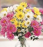 ONE DOZEN DAISIES ARRANGED IN A VASE