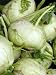 Yong Early Kohlrabis - 24