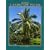 Betrock's Landscape Palms