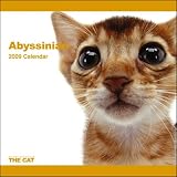 Abyssinian The Cat 2009 Wall Calendar