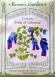 Pride of Gibraltar Cerinthe Heiloom Seeds 15 Seeds