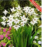 15 Peacock Orchid Bulbs - Acidanthera murielae